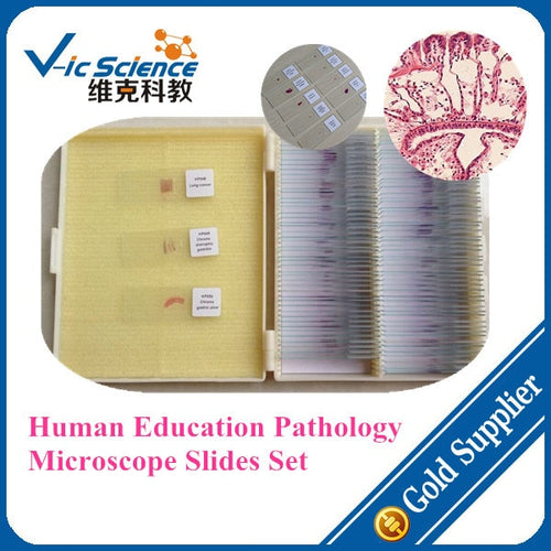 200pcs Human Education