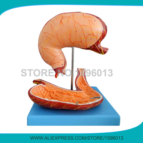 Advanced Parts Human