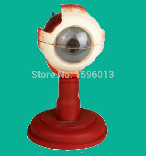 Advanced Eyeball Anatomical