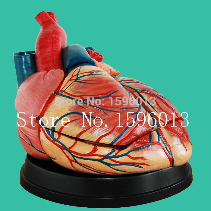 Anatomical Heart Model