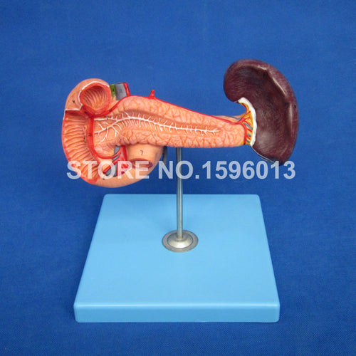 Anatomical Pancreas with
