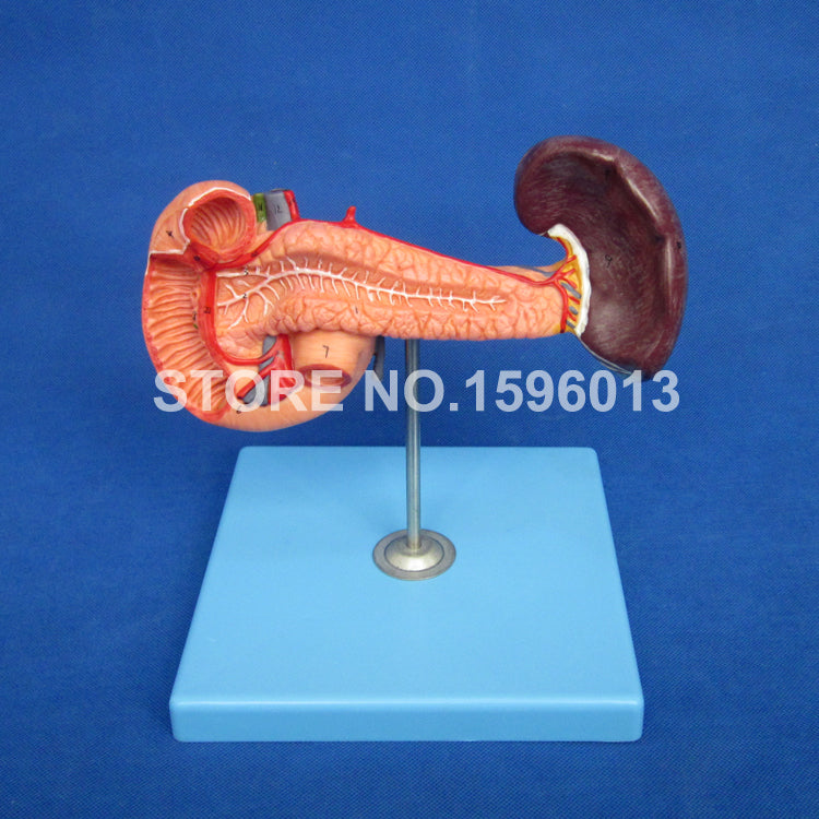 Anatomical Pancreas with