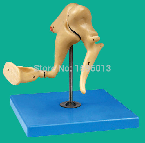 Auditory Ossicle Model