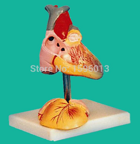 Child Anatomical Heart