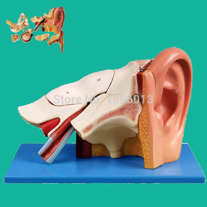 Ear Anatomical Model