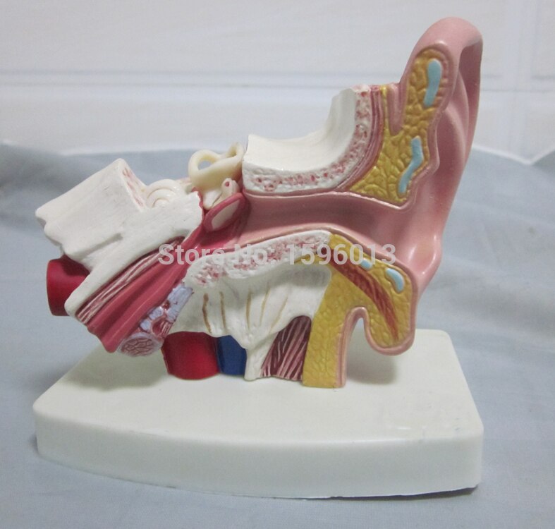 Ear Model show