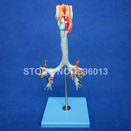 HOT Anatomical Bronchus