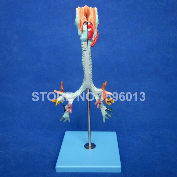 HOT Anatomical Bronchus