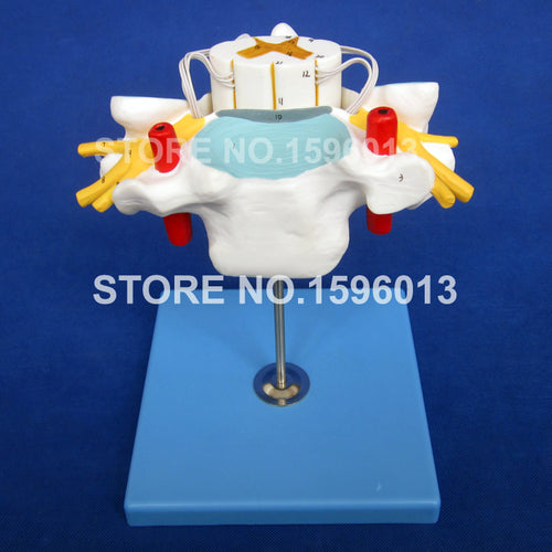 HOT Anatomical Cervical