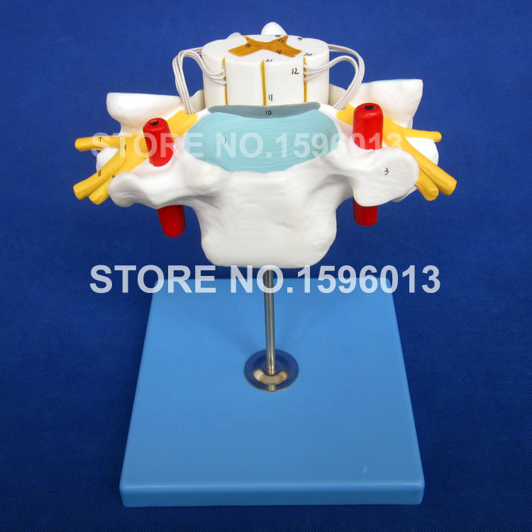 HOT Anatomical Cervical