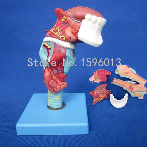 HOT Anatomical Larynx
