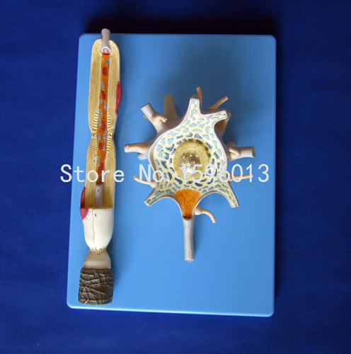 HOT Neuron Model