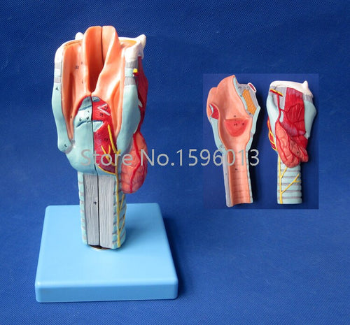 Human Larynx Model