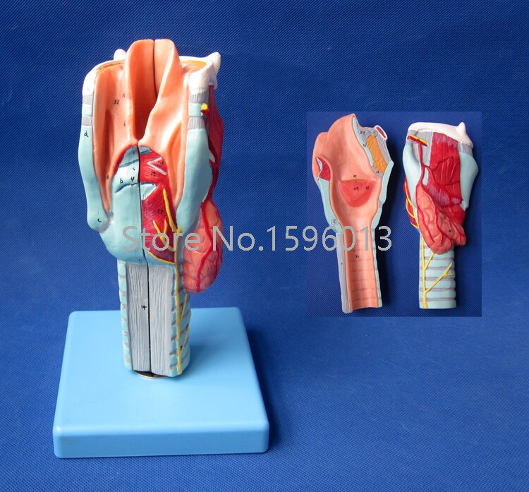 Human Larynx Model