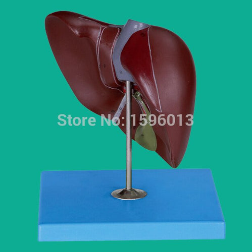 Human Liver Model