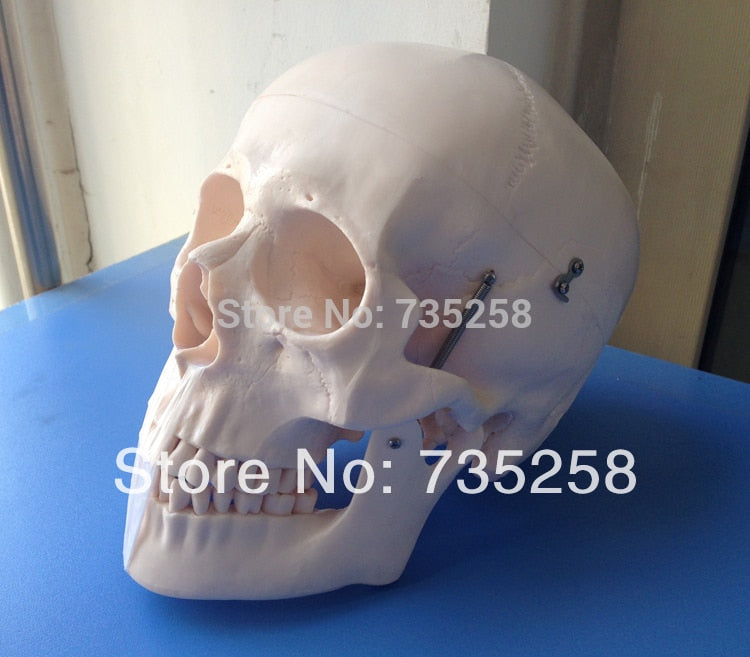 Human Skull Model