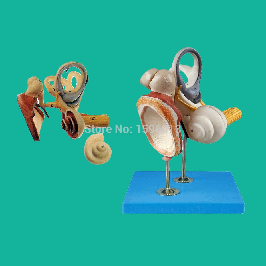 Inner Ear