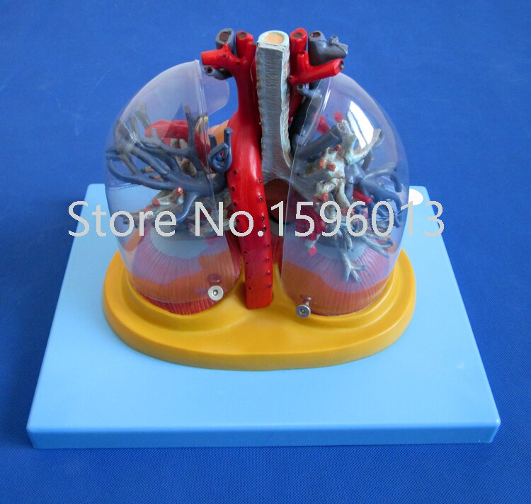 SALES Transparent lung