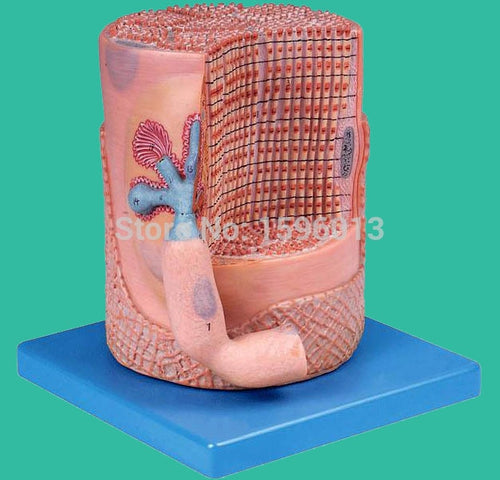 Skeletal muscle fibers