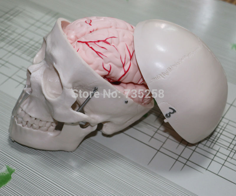 Skull Model with