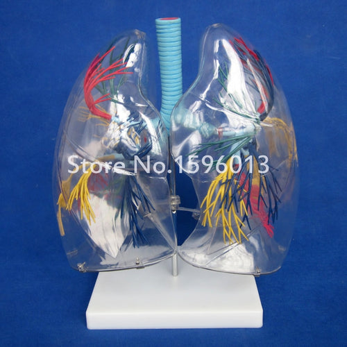 Transparent Lung Segment