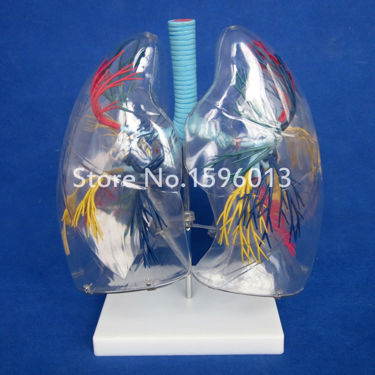 Transparent Lung Segment