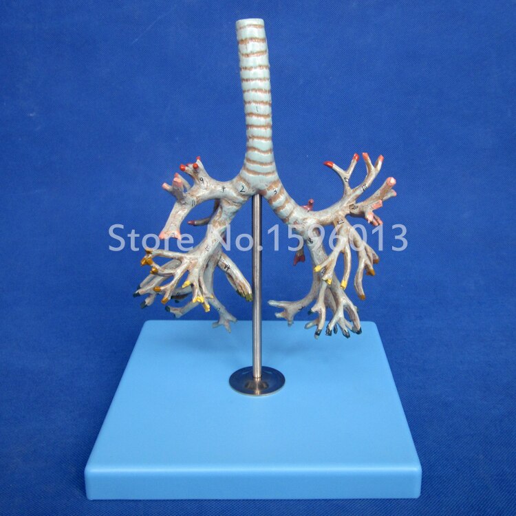 Vivid Anatomical bronchial